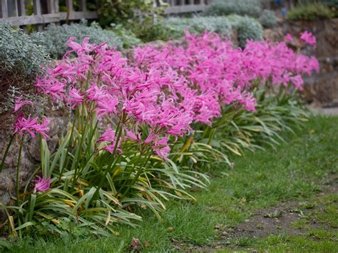 Plants I Love - Nerines – Dan Cooper Garden