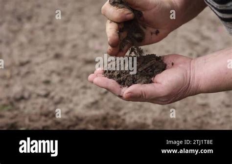 Mature Agronomist S Hands Controlling And Checking Quality And Fertiliz