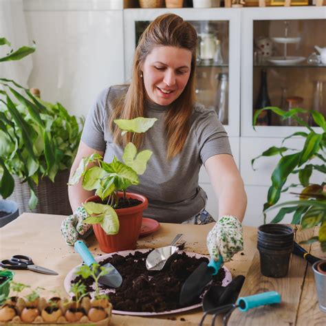 Re-potting your houseplant: Everything you need to know! – Plant Store