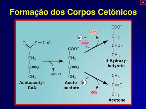 Forma O De Corpos Cetonicos