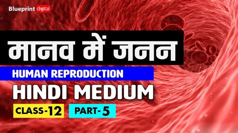 Human Reproduction Part 5 In Hindi Class 12 Youtube