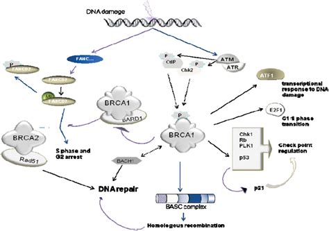 Schematic Representation Of Brca And Brca Cellular Pathways In