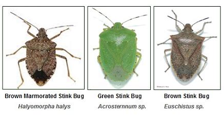 Stink Bug Growth Cycle - Westchester Tree Life