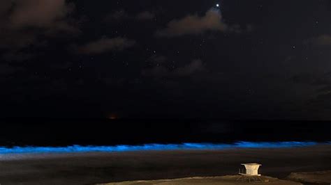 9 Pantai dan Teluk di Dunia yang Bersinar di Malam Hari | tempo.co