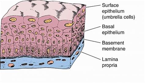 Epithelial Cells Diagram