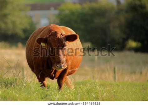 37,869 Fat Cow Stock Photos, Images & Photography | Shutterstock