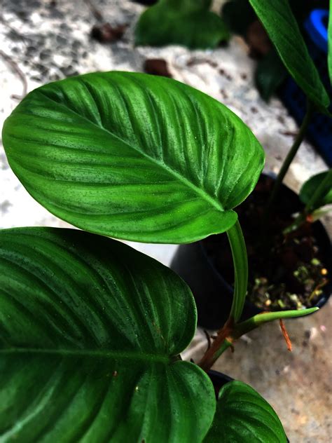 Philodendron Ernestii Furniture And Home Living Gardening Plants