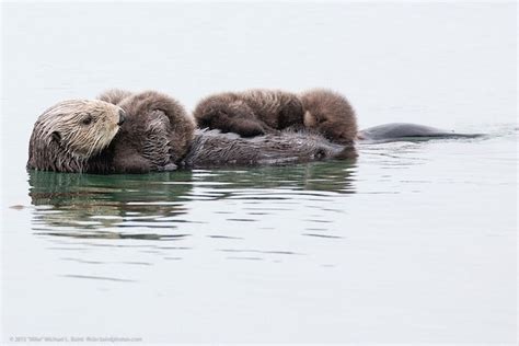 Tiny Sea Otter Siblings Fight the Odds | WIRED