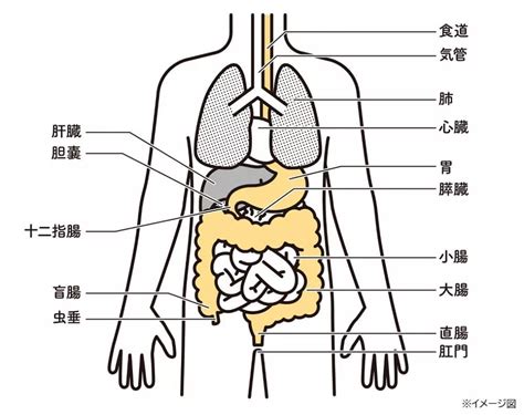 胃痛はなぜ起きる？その原因を解説 ｜ 大正漢方胃腸薬 ｜ 大正製薬