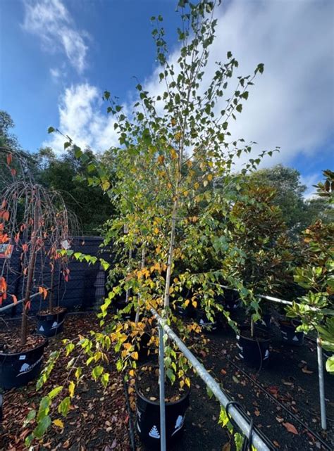 Betula Silver Birch Weeping Plants For Spaces