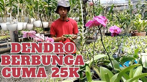 Wow 25 Ribu Sdh Dapat Dendro Berbunga Cantik Start Di Harga 15