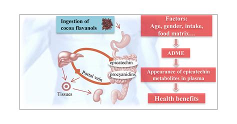 Factors Affecting The Absorption Metabolism And Excretion Of Cocoa