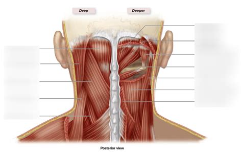 Suboccipital Region Diagram Quizlet