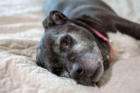 Otite Canina Veja Quais S O As Causas Sintomas E Tratamento Revista