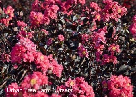 Lagerstroemia Black Diamond Shell Pink Urban Tree Farm Nursery