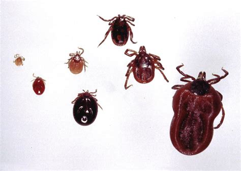 The Three Most Common Ticks Found In Iowa Coffee Break