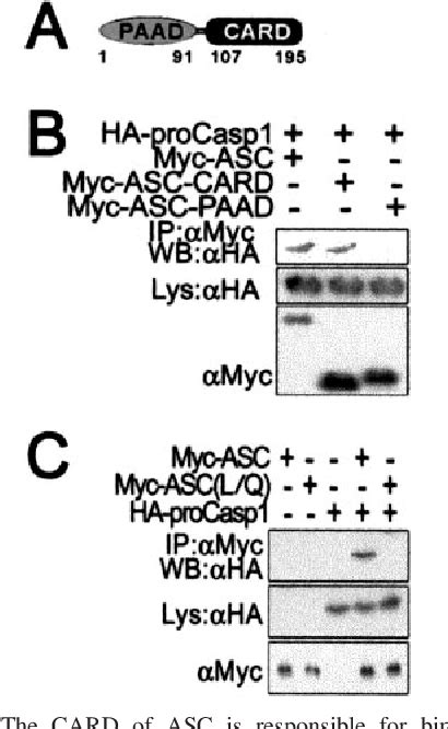 Figure 1 From A Regulator Of Procaspase 1 Activation Is Containing A