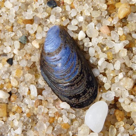 Blue Mussel China Cove Organisms Inaturalist