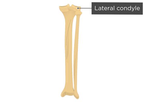 Tibia And Fibula Posterior View