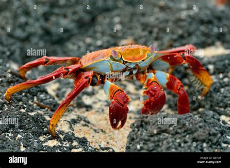 Sally Lightfoot Crab Grapsus Grapsus Galapagos Islands National Park