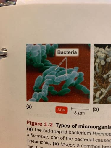 Ch 1 Part 2 Naming And Classifying Microorganisms Flashcards Quizlet