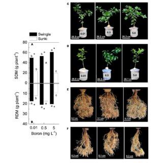 Shoot Dry Mass SDM In A And Root Dry Mass RDM In B Of Sweet