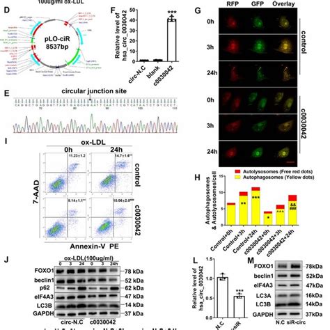 Hsa Circ Inhibits Ox Ldl Induced Abnormal Autophagy In Huvecs