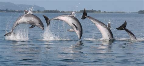 Dolphin Conservation - Dolphin Facts