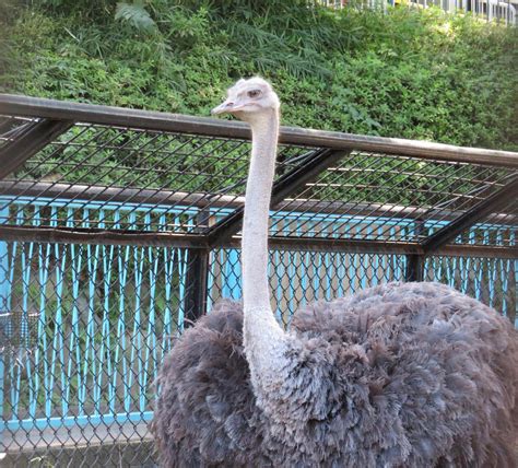 鳥インフルエンザって？動物トピックス｜ブログ野毛山動物園公式サイト｜公益財団法人 横浜市緑の協会