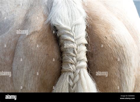 Braided tail of a Palomino horse Stock Photo - Alamy