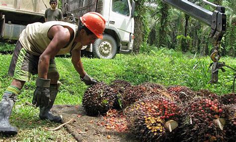 Palmicultores Planean Invertir En Dos Plantas De Aceite En La Selva