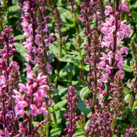 Salvia X Superba Bordeau Rose Salvia Ornamentale Vendita Piante