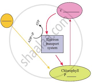 Cyclic Photophosphorylation Diagram