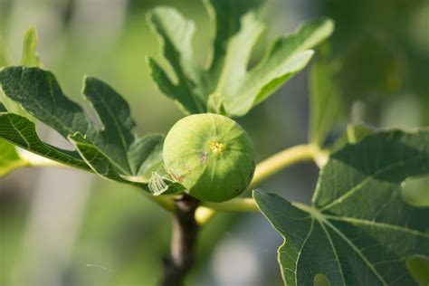 Garten Navi Feige Ficus Carica Dalmatie