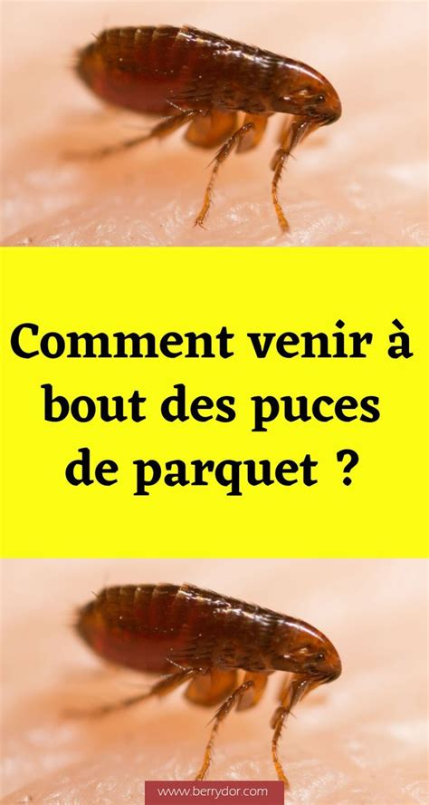 Comment venir à bout des puces de parquet Puce de parquet Puce