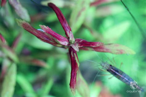 Cryptocoryne Spiralis Tiger Online Aquaria