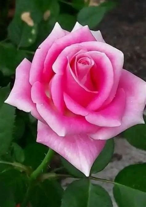 Pin on Virágok Hybrid tea roses Beautiful rose flowers Rose flower