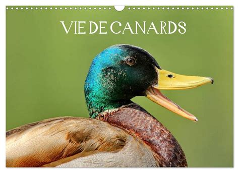 Vie De Canards Calendrier Mural 2023 Din A3 Horizontal Canards Aux