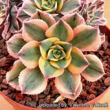 Aeonium Decorum Cv Sunburst