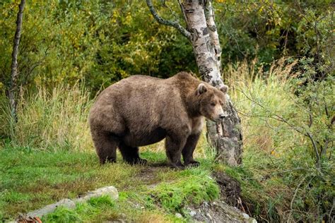 A Fat Bear Week Champion Is Crowned As Katmais Bears Bask In Global