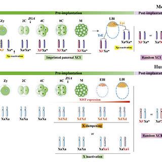 Schematic Representation Of X Chromosome Inactivation Xci Dynamics