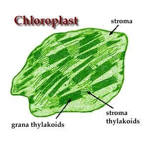 Oscillatoria Cell Structure