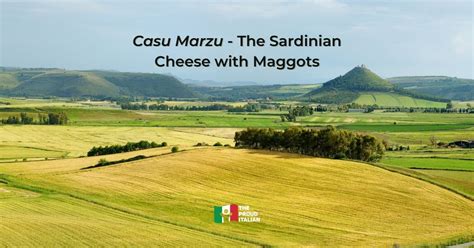 Casu Marzu, Sardinian Cheese with Maggots - The Proud Italian