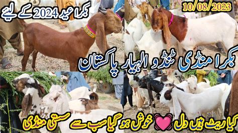 Bakra Mandi Tando Allahyar Latest Update Today Eid Ul Adha