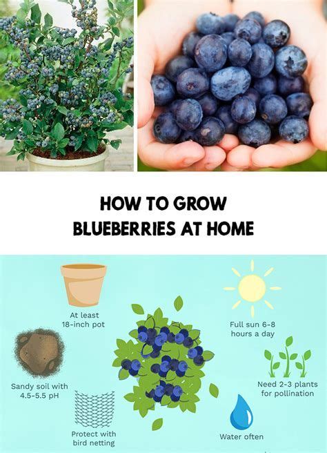 How To Grow Blueberries A Comprehensive Guide Blueberry Gardening