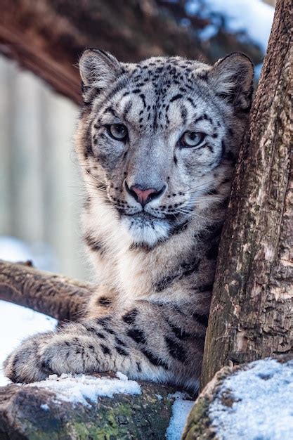 Premium Photo Portrait Of A Snow Leopard In Winter