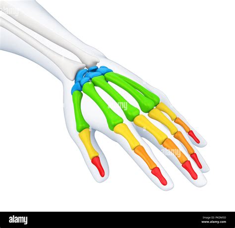 Human Hand Anatomy Illustration Stock Photo Alamy