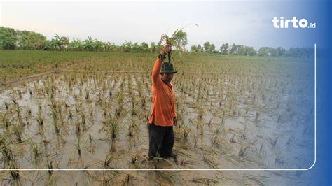 Ratusan Hektare Sawah Karawang Terancam Gagal Panen Akibat Banjir