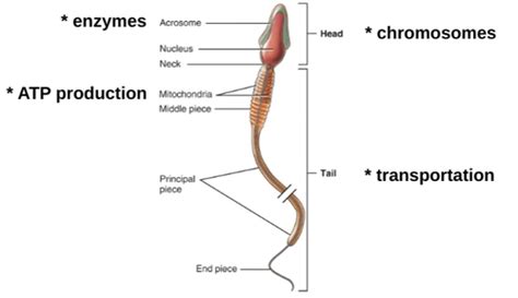 Lab Male Genital System Flashcards Quizlet