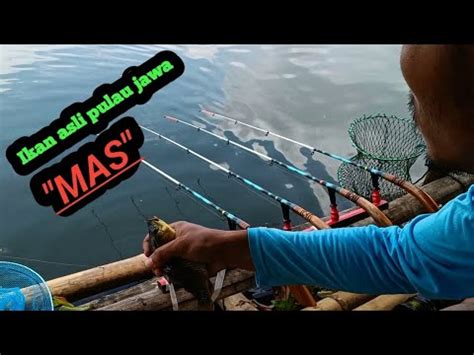 Mancing Ikan Mas Cirata Cirata Spot Rawa Taal Mancing Terbaru